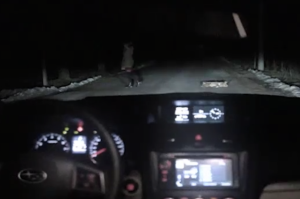 Crazy-Russina-Subaru-advert-Dog-gets-run-over-by-car-what-happens-next